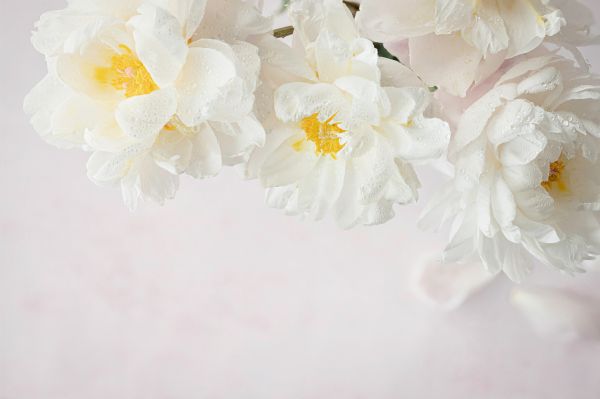 flowers, white background Wallpaper 6240x4153