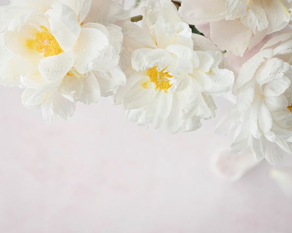 flowers, white background Wallpaper 1280x1024