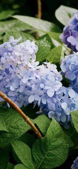 lilac, shrub Wallpaper 1080x2340