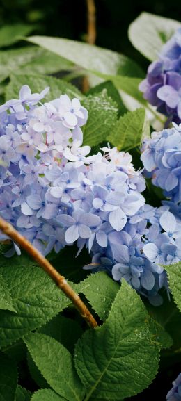 lilac, shrub Wallpaper 1080x2400