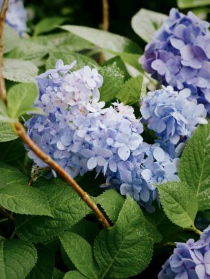 lilac, shrub Wallpaper 1668x2224