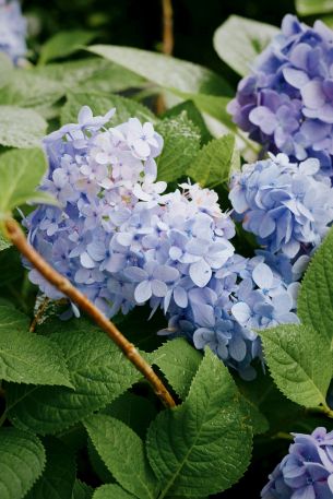 lilac, shrub Wallpaper 640x960