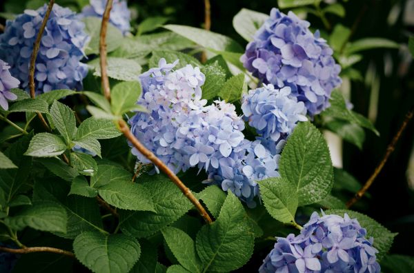 lilac, shrub Wallpaper 7864x5200