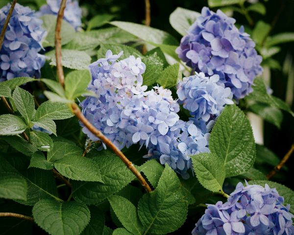 lilac, shrub Wallpaper 1280x1024