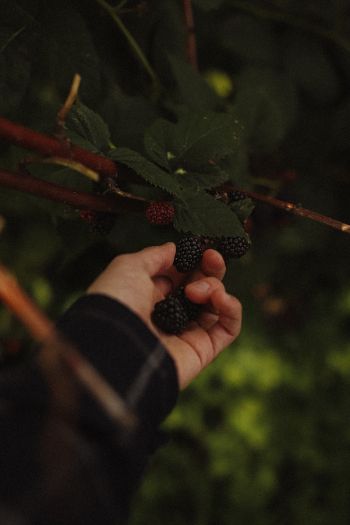 blackberry, bush Wallpaper 640x960