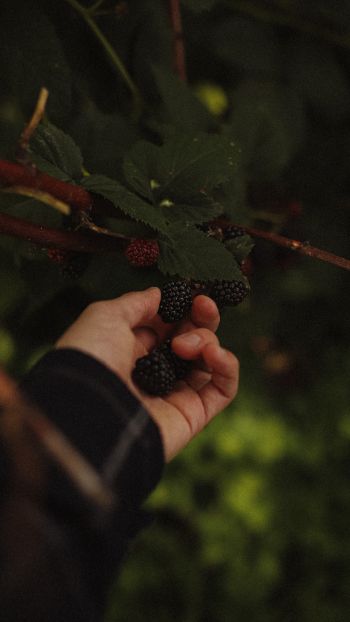 blackberry, bush Wallpaper 1080x1920