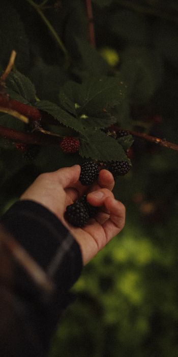 blackberry, bush Wallpaper 720x1440