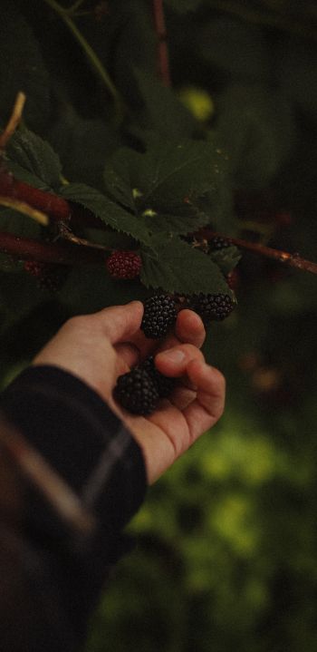 blackberry, bush Wallpaper 1440x2960