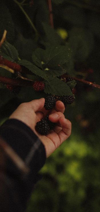 blackberry, bush Wallpaper 1080x2280