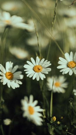 daisies, wild flowers Wallpaper 640x1136