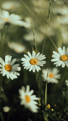 daisies, wild flowers Wallpaper 1080x1920