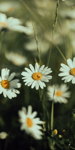 daisies, wild flowers Wallpaper 720x1440