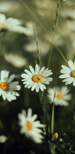 daisies, wild flowers Wallpaper 1440x2960