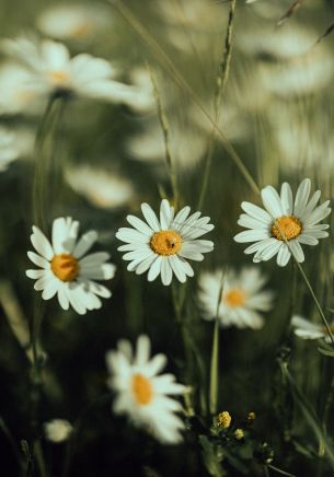 daisies, wild flowers Wallpaper 1668x2388