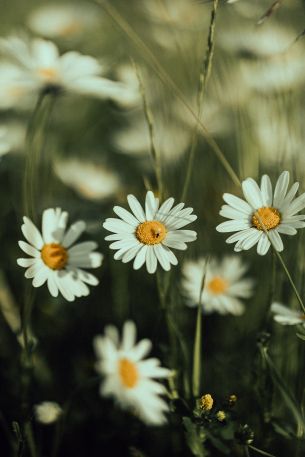 daisies, wild flowers Wallpaper 640x960