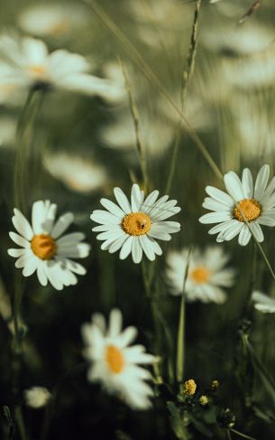 daisies, wild flowers Wallpaper 1752x2800