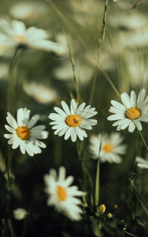 daisies, wild flowers Wallpaper 1200x1920