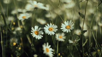 daisies, wild flowers Wallpaper 2560x1440
