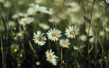 daisies, wild flowers Wallpaper 2560x1600