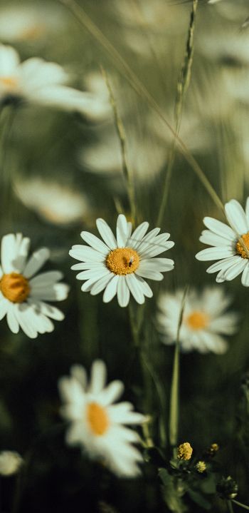 daisies, wild flowers Wallpaper 1080x2220