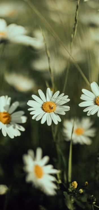 daisies, wild flowers Wallpaper 1080x2280