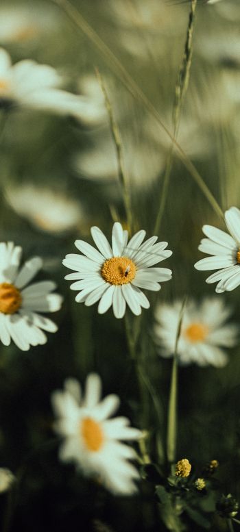 daisies, wild flowers Wallpaper 1080x2400