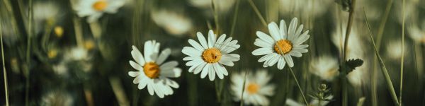 daisies, wild flowers Wallpaper 1590x400