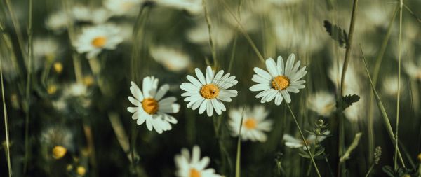 daisies, wild flowers Wallpaper 2560x1080