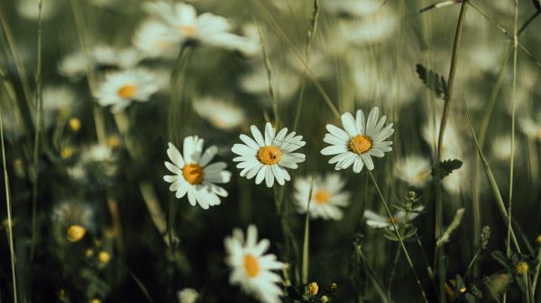 daisies, wild flowers Wallpaper 3840x2160