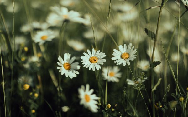 daisies, wild flowers Wallpaper 2560x1600