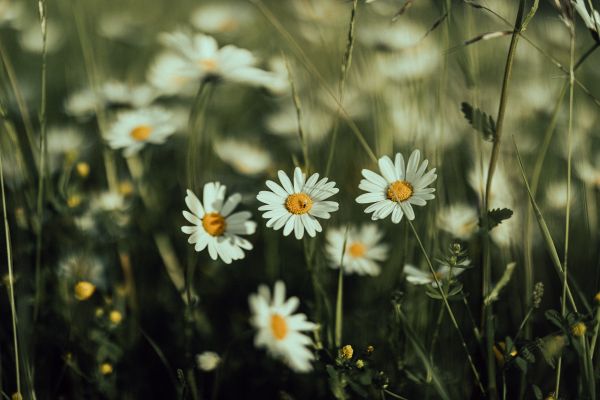 daisies, wild flowers Wallpaper 5472x3648