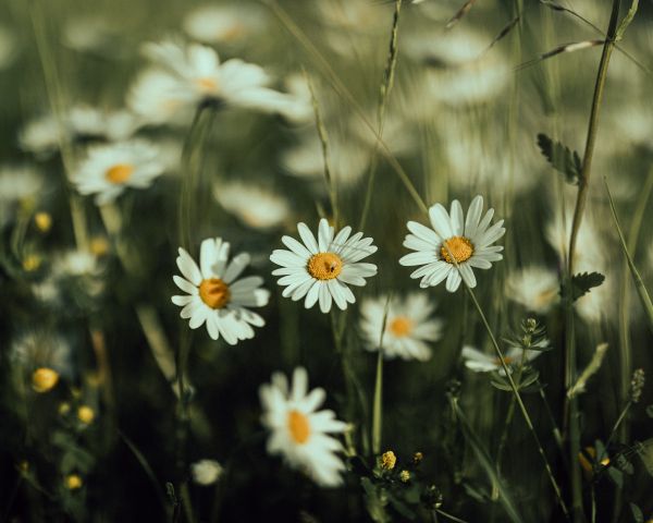 daisies, wild flowers Wallpaper 1280x1024