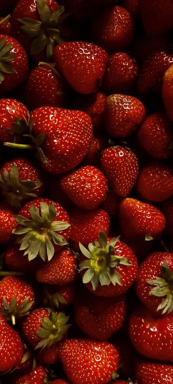 strawberry, berry, red wallpaper Wallpaper 1440x3200