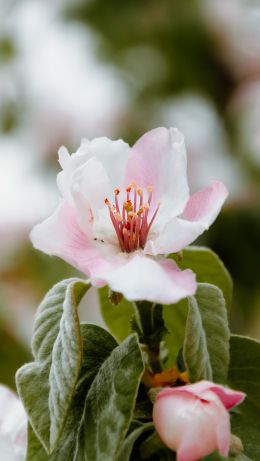 flower, tree Wallpaper 640x1136