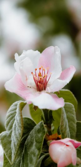 flower, tree Wallpaper 1080x2220