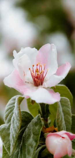 flower, tree Wallpaper 1080x2280