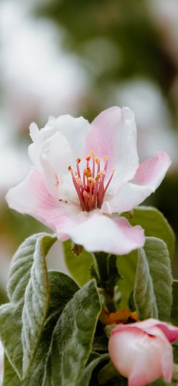 flower, tree Wallpaper 1080x2340