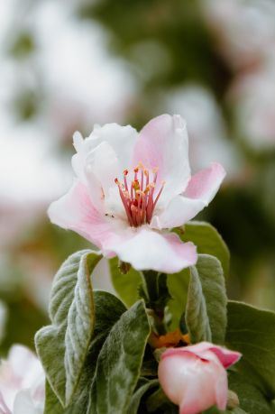 flower, tree Wallpaper 4000x6022