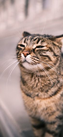 animal, cat Wallpaper 1080x2340