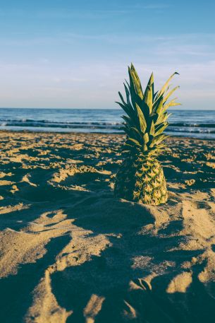 pineapple, fruit, beach Wallpaper 4000x6000