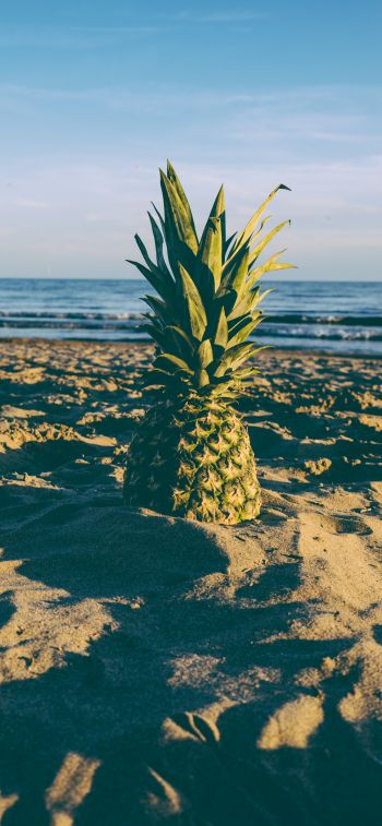 pineapple, fruit, beach Wallpaper 828x1792