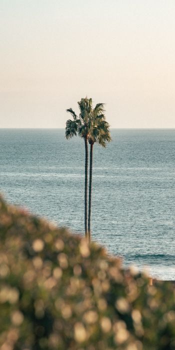 Corona del Mar, Newport Beach, California Wallpaper 720x1440