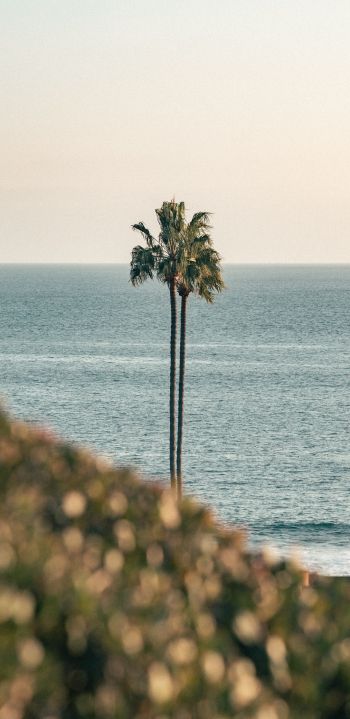 Corona del Mar, Newport Beach, California Wallpaper 1440x2960