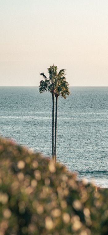 Corona del Mar, Newport Beach, California Wallpaper 1242x2688
