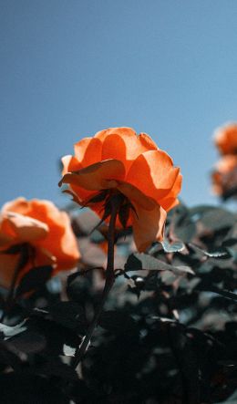 peach rose Wallpaper 600x1024