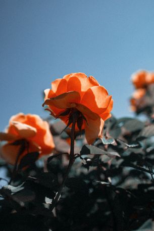 Обои 4160x6240 персиковая роза