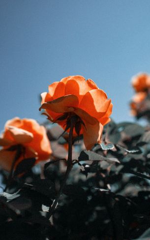 Обои 1600x2560 персиковая роза