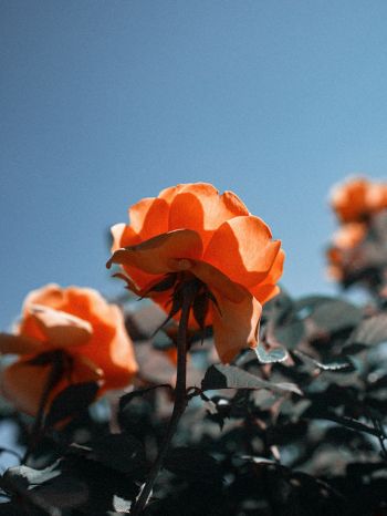 Обои 1620x2160 персиковая роза
