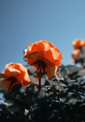 Обои 1668x2388 персиковая роза