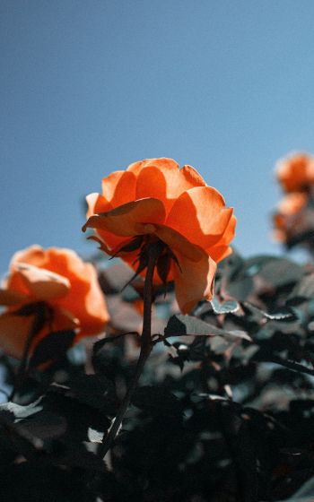 Обои 1200x1920 персиковая роза